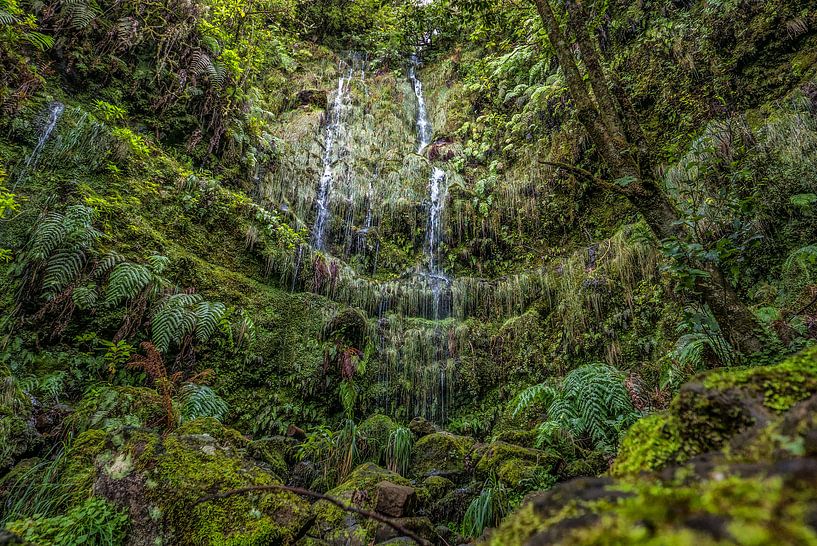 Green Paradise by Friedhelm Peters