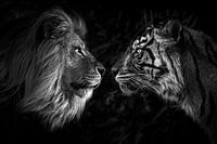 Le regard du gros chat