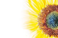 Zonnebloem structuur