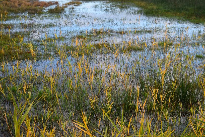 Herbe jaune d'or dans l'eau d'un marécage dans une réserve naturelle néerlandaise par Studio LE-gals