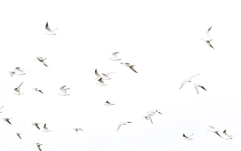 Gulls in the sky by Milou Hinssen