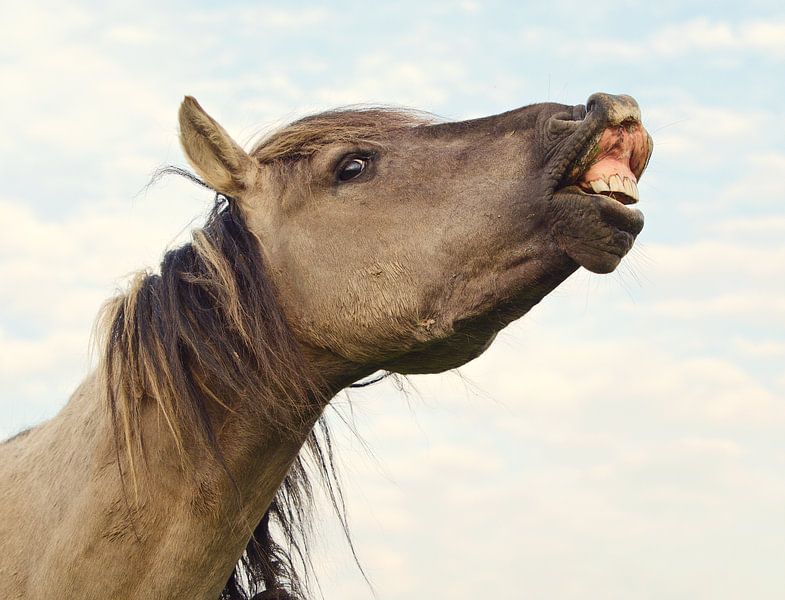 Konikpaard von Dick Besse