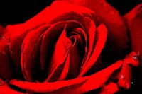 Soft side of the rose