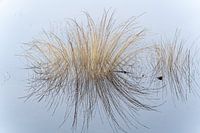Pile of reed canary grass in marshy area with reflection