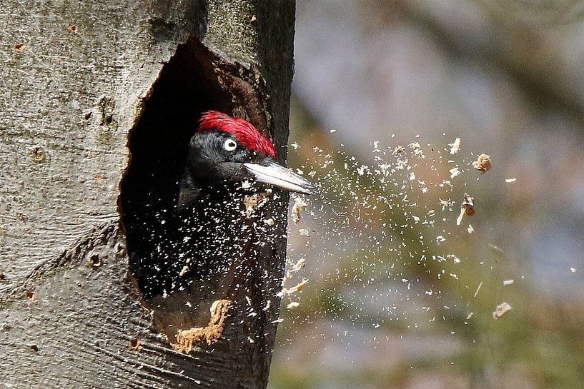 Black Woodpecker at work by Laura Burgman