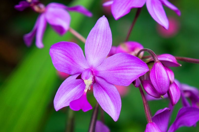 orchidée pourpre en thaïlande par Babetts Bildergalerie