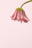 verblühende Gerbera