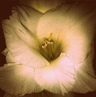 Fluweelachtige Amaryllis