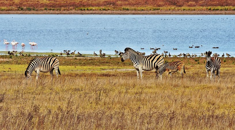 Zebras grazing by Werner Lehmann