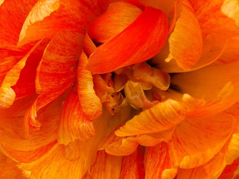 Big Amber Blossom by Eric Nagel