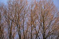 Kahle Äste von Bäumen, die im Winter von der Morgensonne beschattet werden