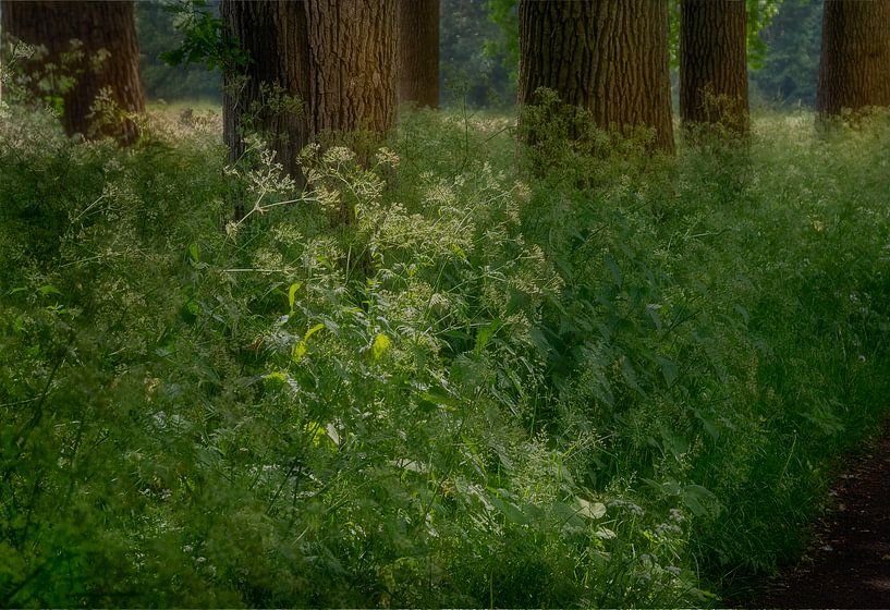 Forêt de rêve par Hannie Kassenaar