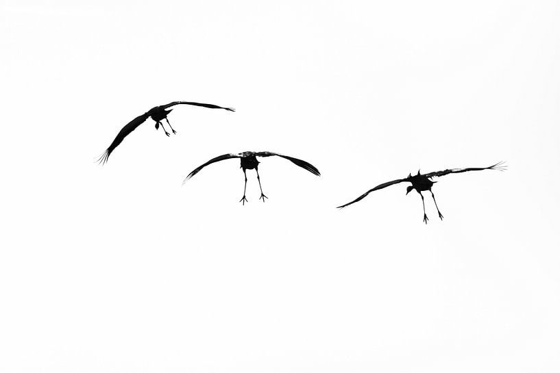 Grues d'atterrissage par Danny Slijfer Natuurfotografie
