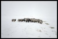 L'hiver aux Pays-Bas