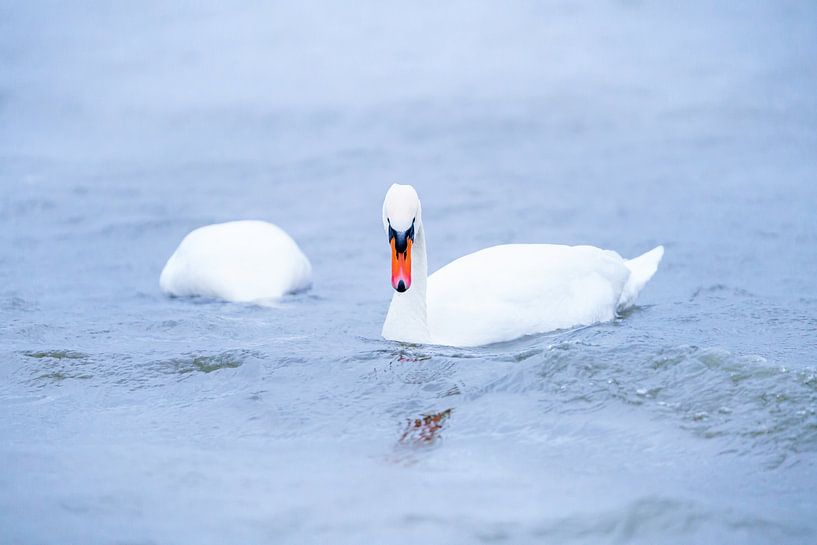 Deux cygnes blancs nagent sur un lac par grand vent par Fotografiecor .nl