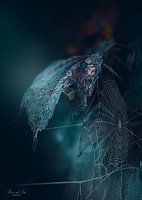 Spinnennetz im Morgengrauen