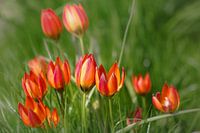 Fröhliche Tulpen Familie