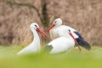 Les cigognes européennes en rang