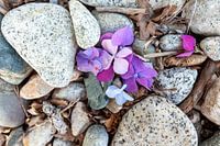 Still life with stones, wood, flowers taken at the beach