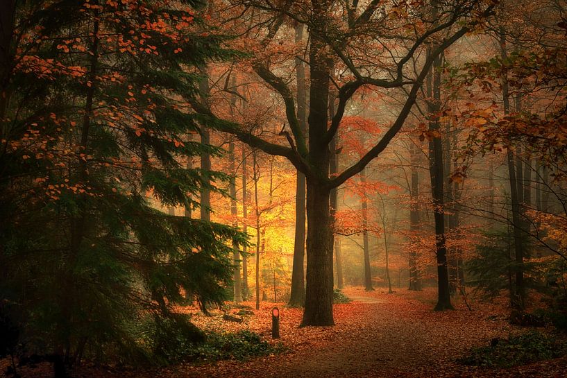 Misty Mastbos . Breda Niederlande. von Saskia Dingemans Awarded Photographer