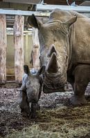 Nieuwsgierige neushoornmoeder met haar jong 