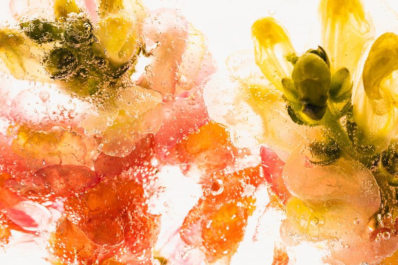 Snapdragon in ice 3 by Marc Heiligenstein