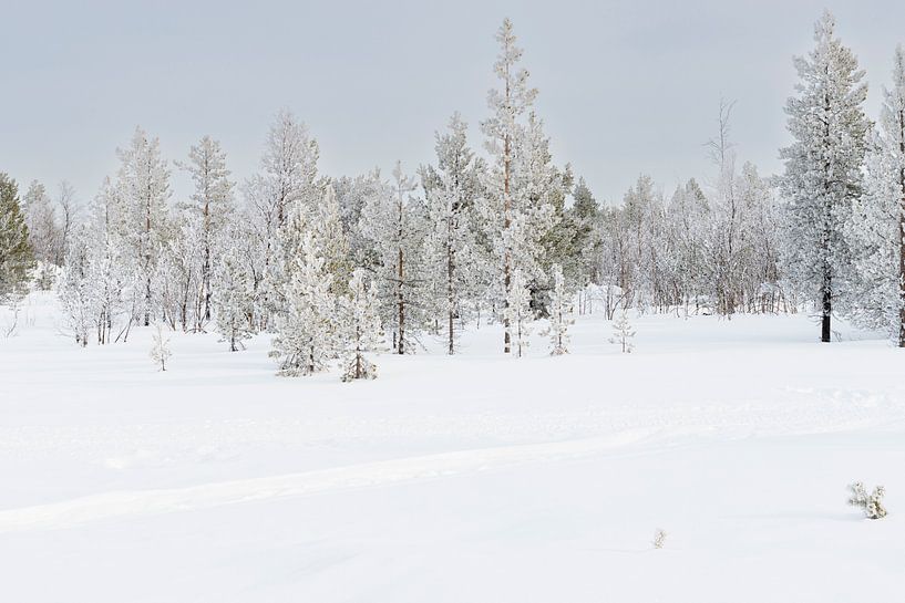 Verschneite Landschaft mit Reimen auf den Bäumen in Schwedisch-Lappland von Kelly De Preter