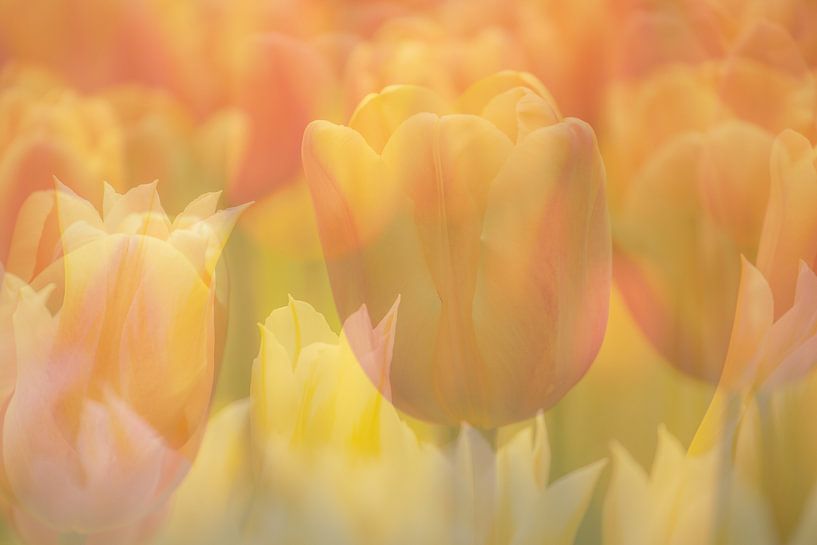 Mixed feelings by Andy Luberti