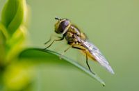 Nahaufnahme einer Schwebfliege