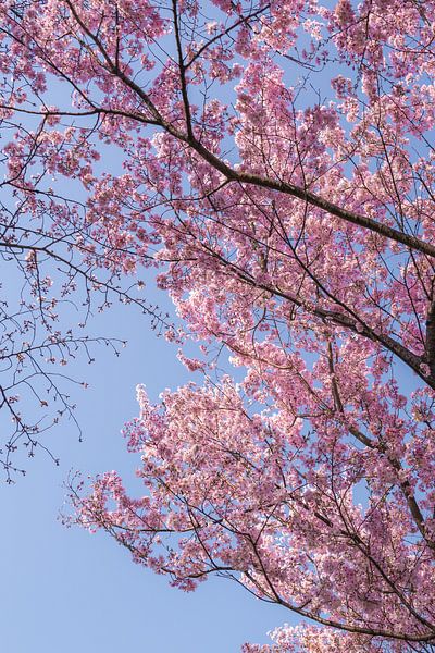Pink cherry blossoms in Japan by Mickéle Godderis