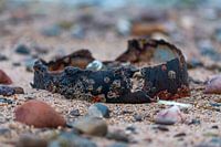 rusty crown of a sea king
