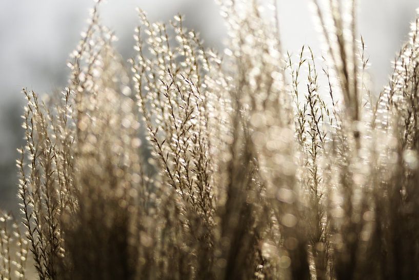 Winterglühen... von Carla Mesken-Dijkhoff