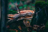 Leben in Hülle und Fülle: Pilz auf moosbewachsenem Baum