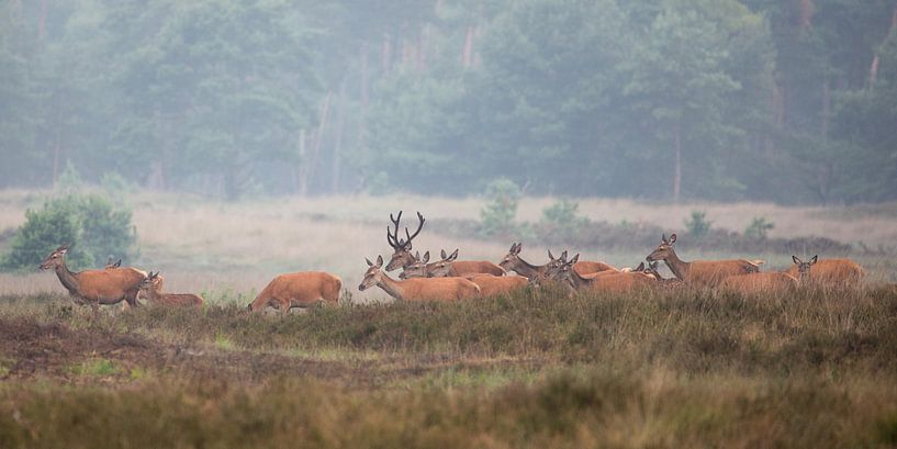 Edelherten op de heide bij Uddel, Veluwe par Evert Jan Kip