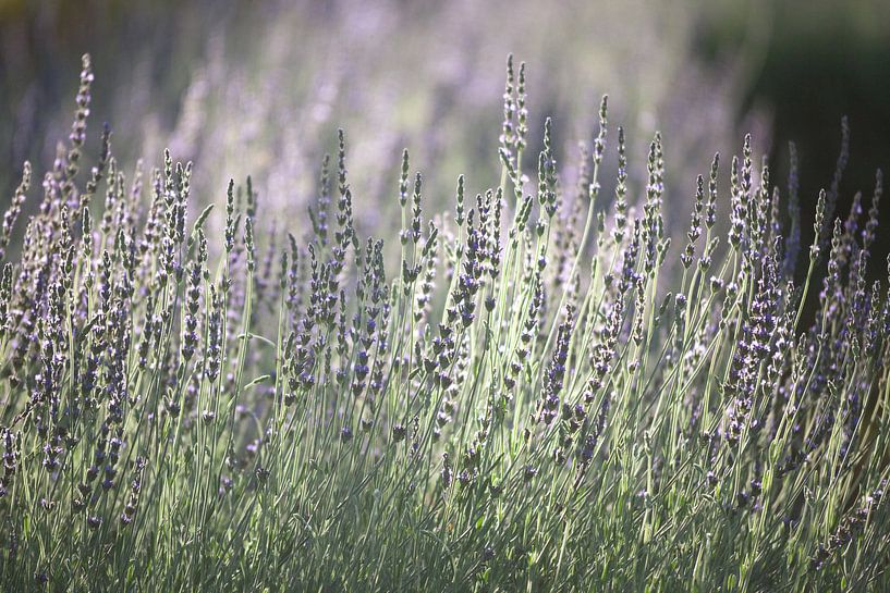 Lavender in South Africa by Stephan Van Reisen