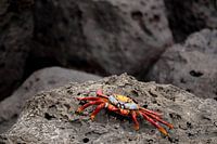 Feuer auf Lavastein (horizontal)