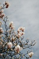 Pink Magnolia Blossom and Blue Sky
