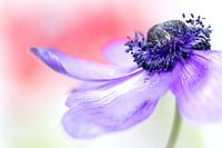 Doux... (Fleur, anémone aux couleurs pastel)