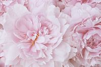 Fleur de pivoine rose