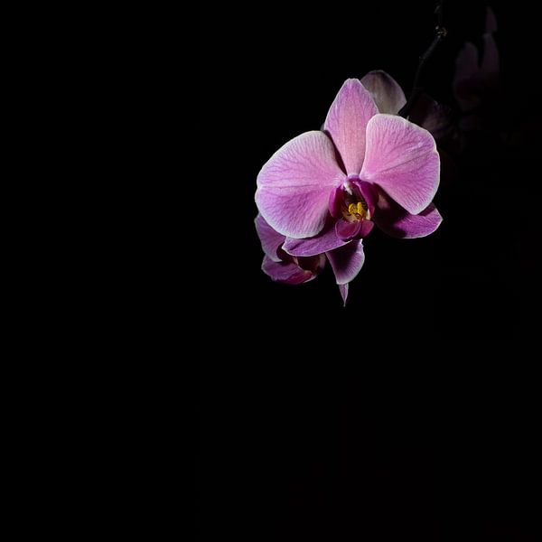 Low Key lila rosa Blume Orchidee schwarzen Hintergrund von Lucia Leemans