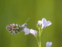 Orange tips on cuckoo flower
