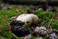 Potato bovist between pine cones