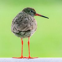 Weeping redshank