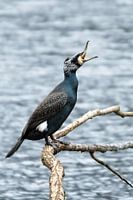 The yawning cormorant