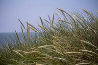 Marram grass