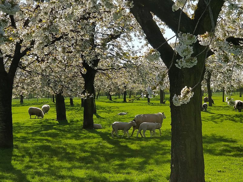Der Frühling ist ausgebrochen von Ingrid de Vos - Boom