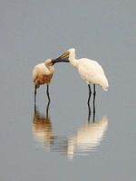 Twee lepelaars die elkaar liefhebben