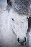 Isländisches Pferd im Schnee