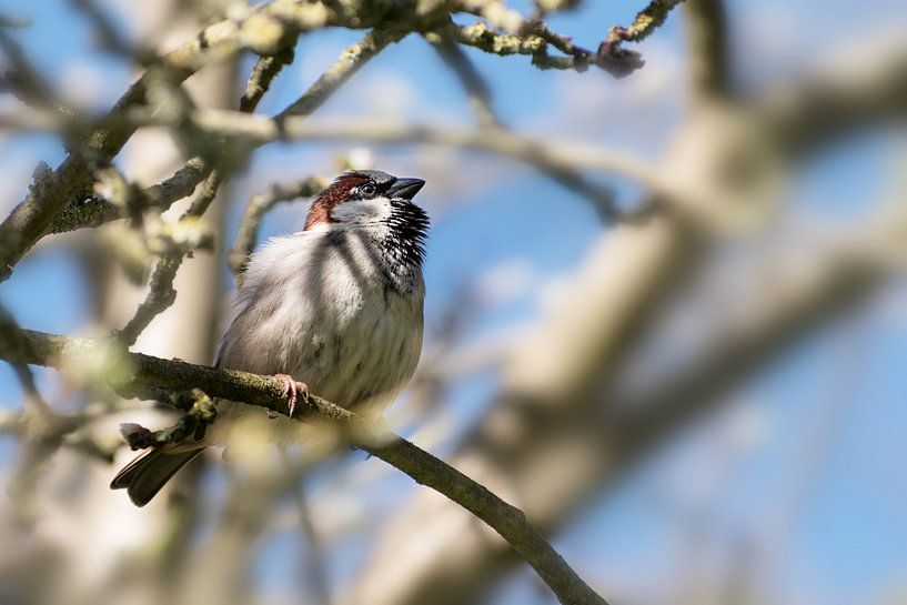 Moineau domestique mâle (Passer domesticus), petit oiseau de la famille des Passeridae assis dans un par Maren Winter
