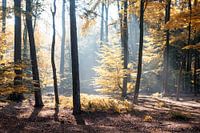Zonnestralen door het herfstbos